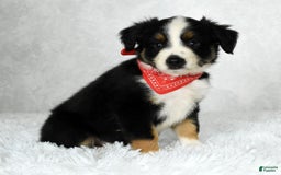 Miniature Australian Shepherd dogs for sale: Colby - Image 8