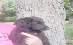 Labradoodle dogs for sale: Purple - Image 1