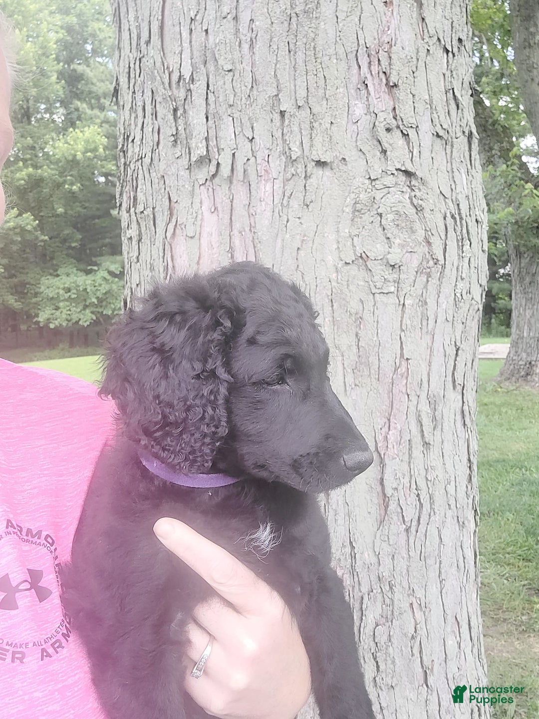 Labradoodle dogs for sale: Purple - Image 1
