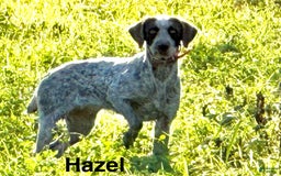 German Wirehaired Pointer dogs for sale: Boy 2 - Image 2