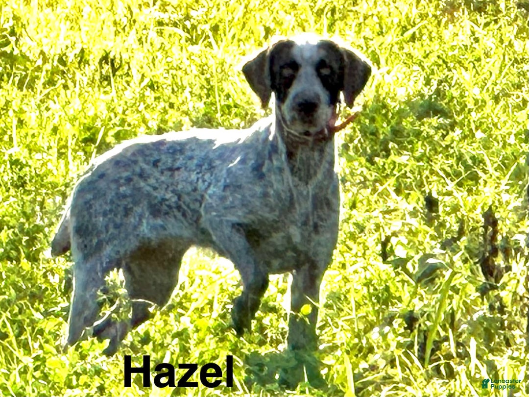 German Wirehaired Pointer dogs for sale: Boy 2 - Image 2