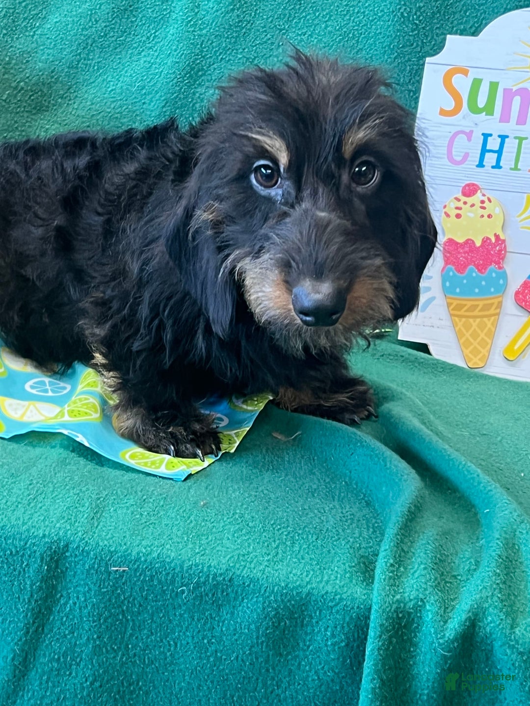 Dachshund dogs for sale: River - Image 1