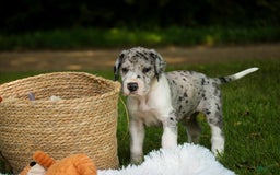 Great Dane dogs for sale: Duke - Image 1