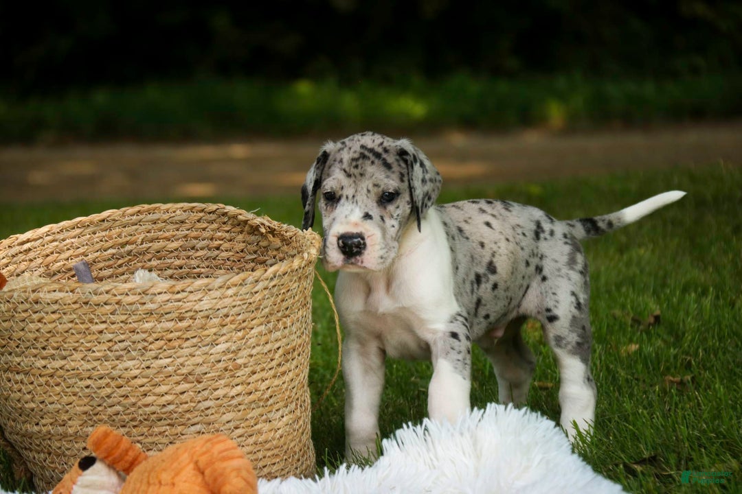 Great Dane dogs for sale: Duke - Image 1