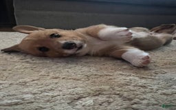 Welsh Corgi Pembroke dogs for sale: Fez - Image 6