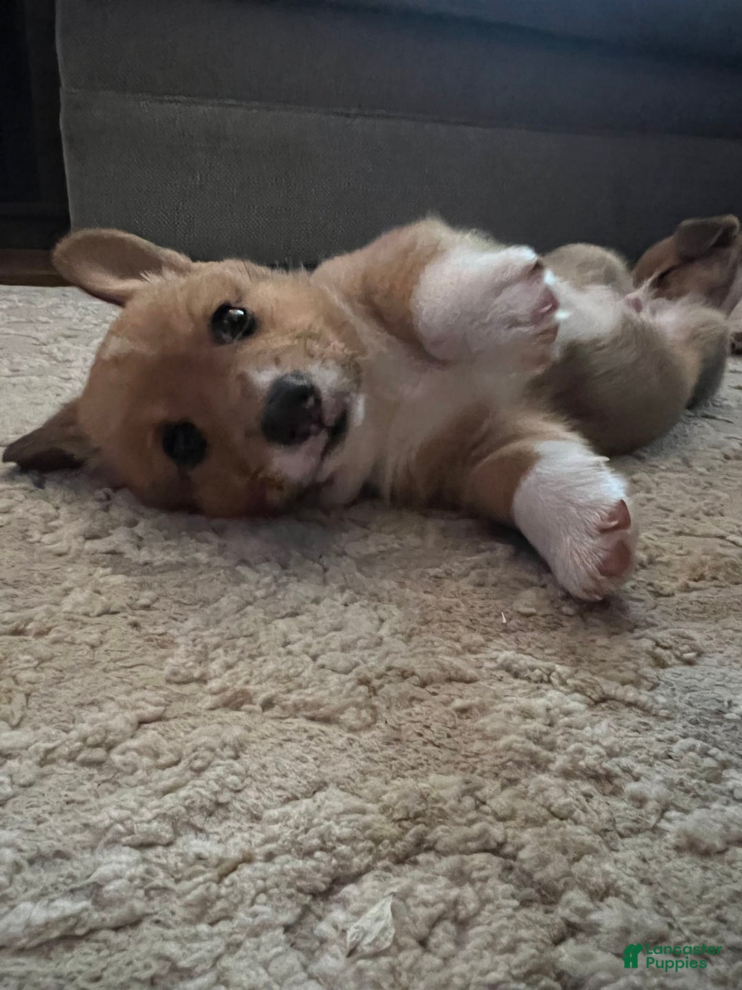 Welsh Corgi Pembroke dogs for sale: Fez - Image 6