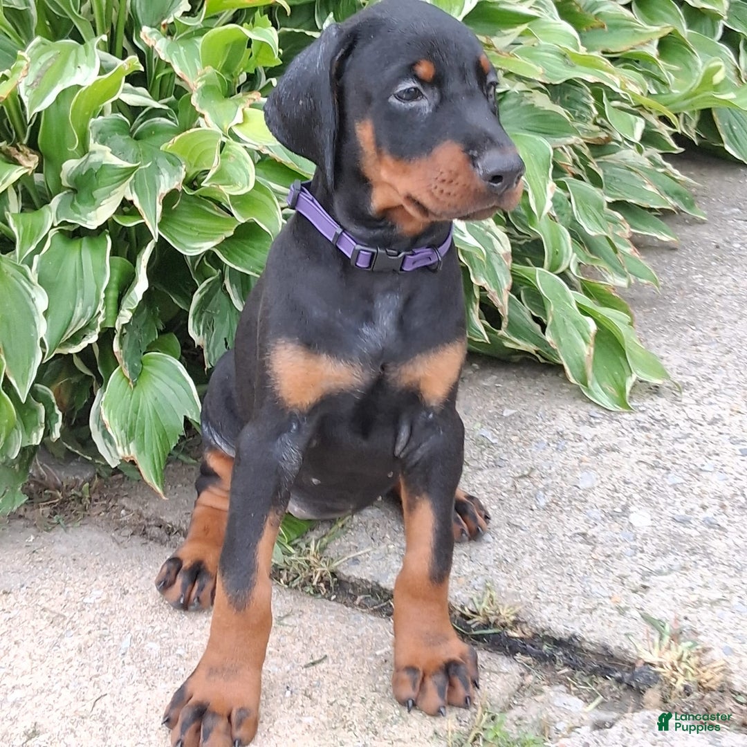 Doberman Pinscher dogs for sale: Venus - Image 4