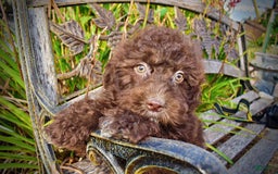 Havapoo dogs for sale: Jesse - Image 17