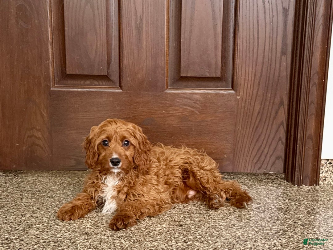Cavapoo dogs for sale: Jake F1 - Image 2