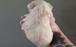 Miniature Schnauzer dogs for sale: Pup 5 - Image 5