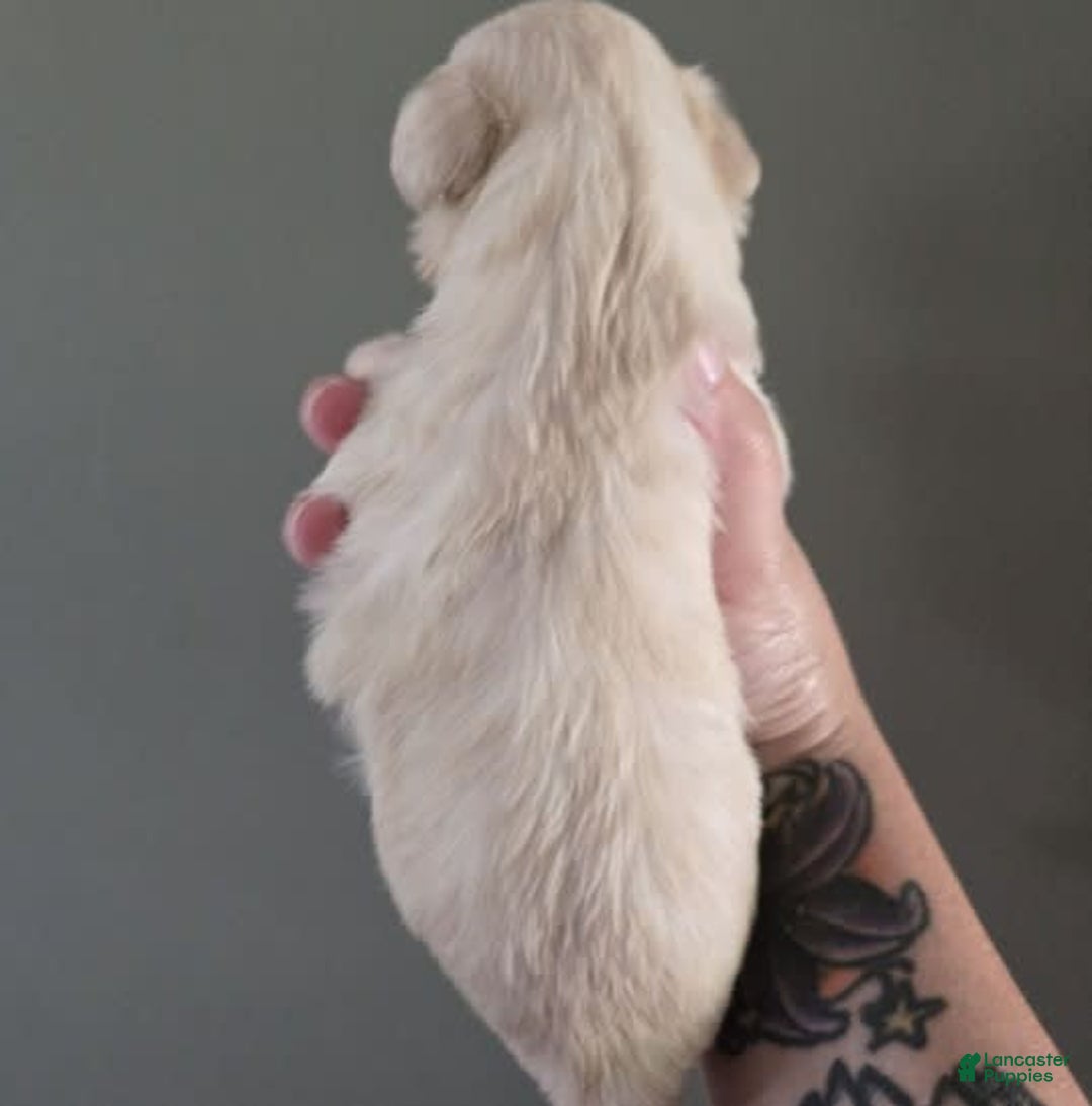 Miniature Schnauzer dogs for sale: Pup 5 - Image 5