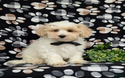 Maltipoo dogs for sale: Wendell - Image 9