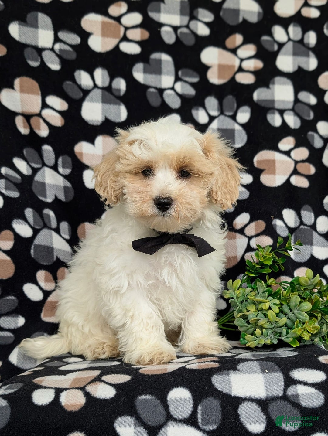 Maltipoo dogs for sale: Wendell - Image 9