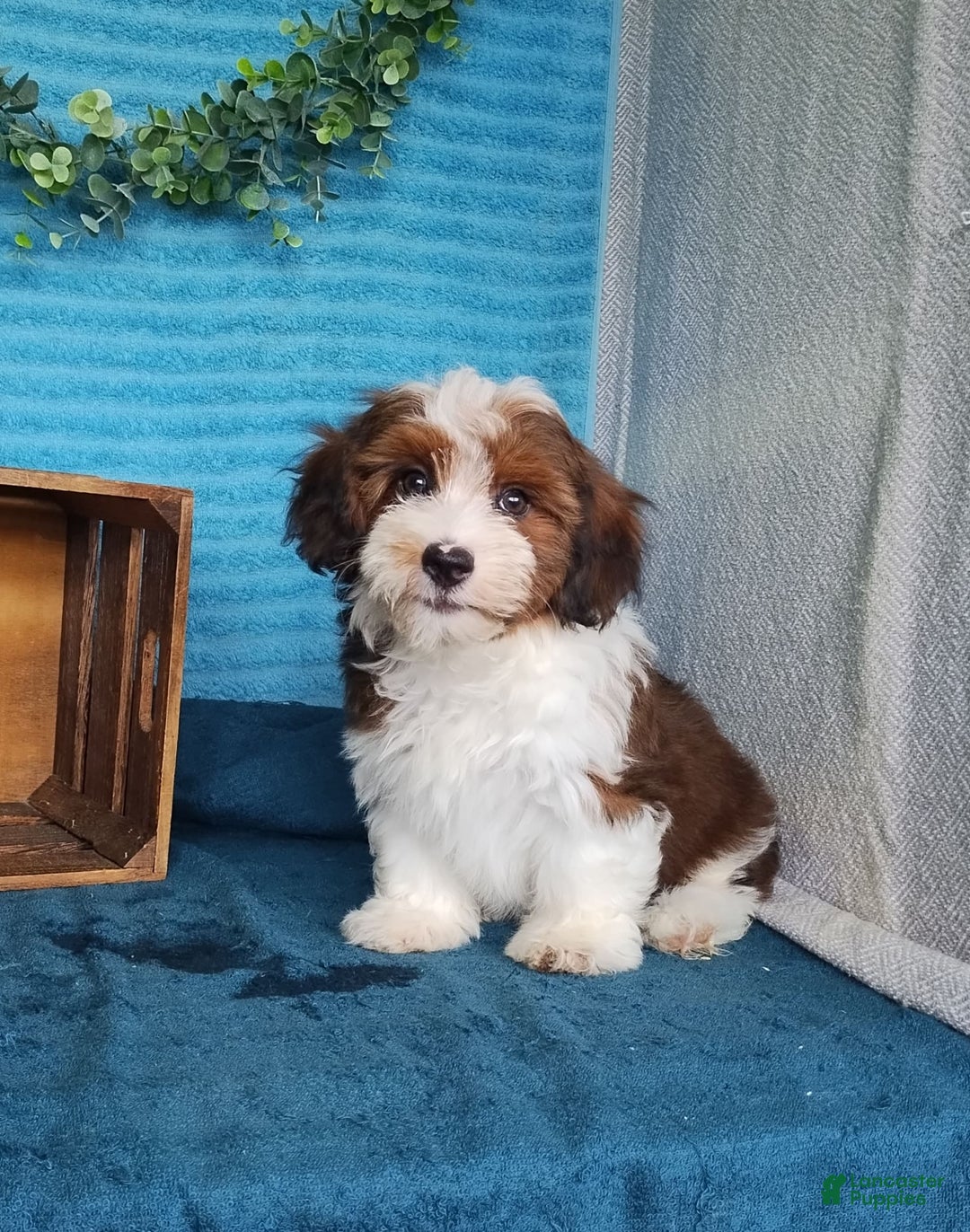 Havanese dogs for sale: Sasha - Image 5