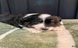 Australian Shepherd dogs for sale: Mako - Image 1