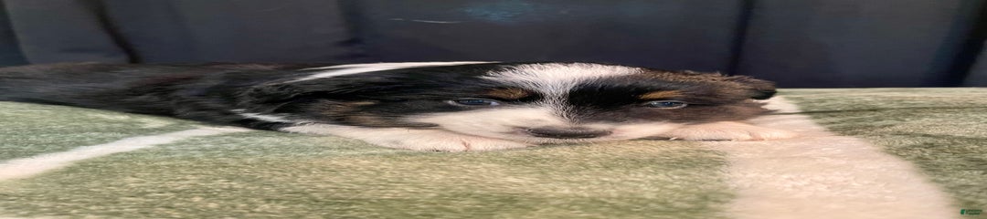 Mako