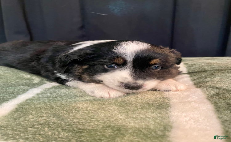 Australian Shepherd dogs for sale - Ad 4