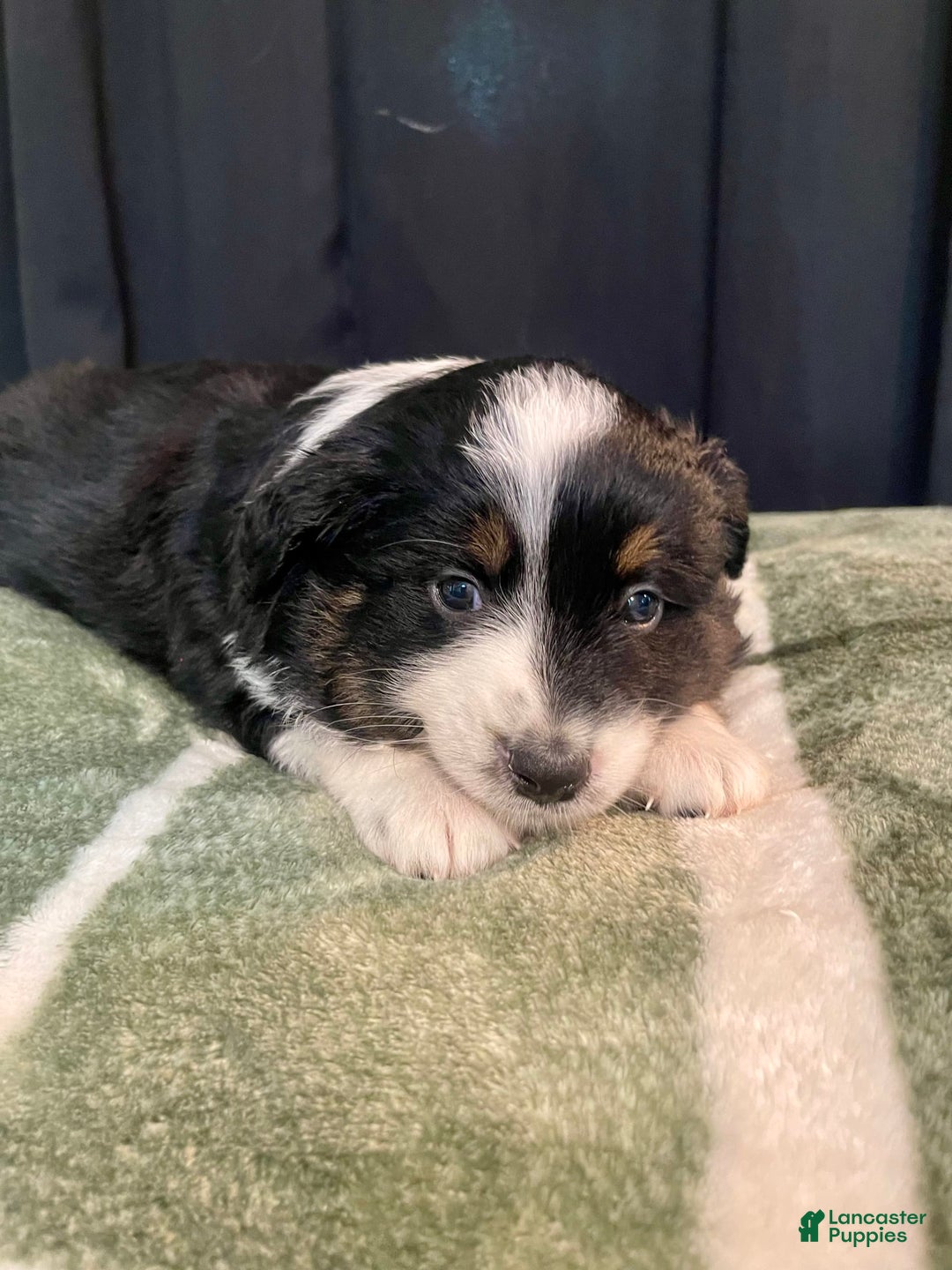 Australian Shepherd dogs for sale: Mako - Image 1