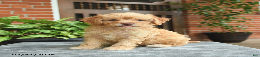 Graham