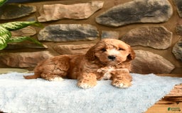Labradoodle dogs for sale: Larry - Image 2