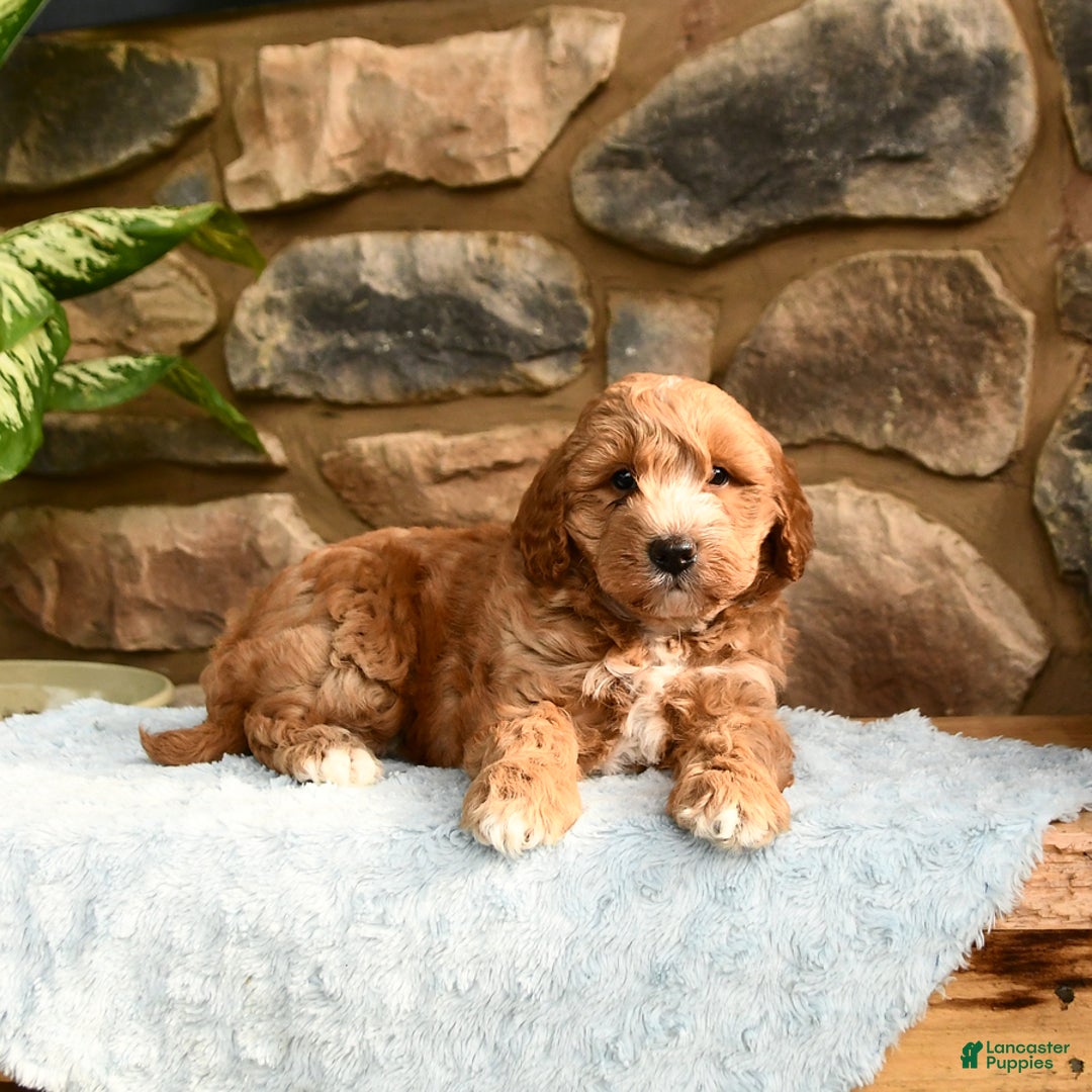 Labradoodle dogs for sale: Larry - Image 2