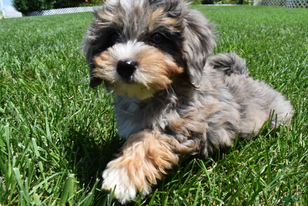 Havapoo dogs for sale: Zipper - Image 12