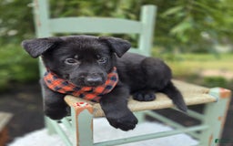 German Shepherd dogs for sale: Rowdy - Image 5
