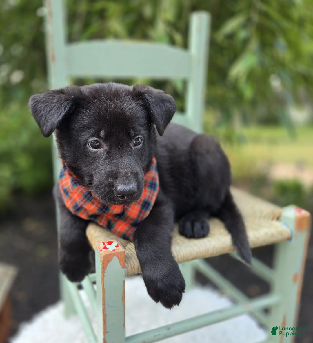 German Shepherd dogs for sale: Rowdy - Image 5