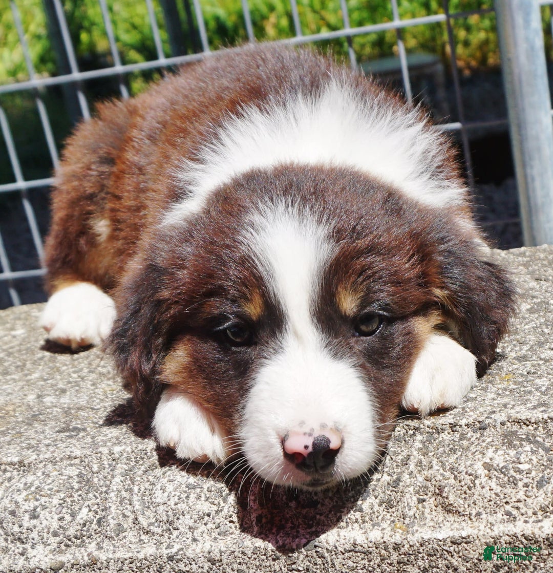 Border Collie dogs for sale: Allen - Image 3