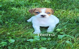 Jack Russell Terrier dogs for sale: Remi - Image 4