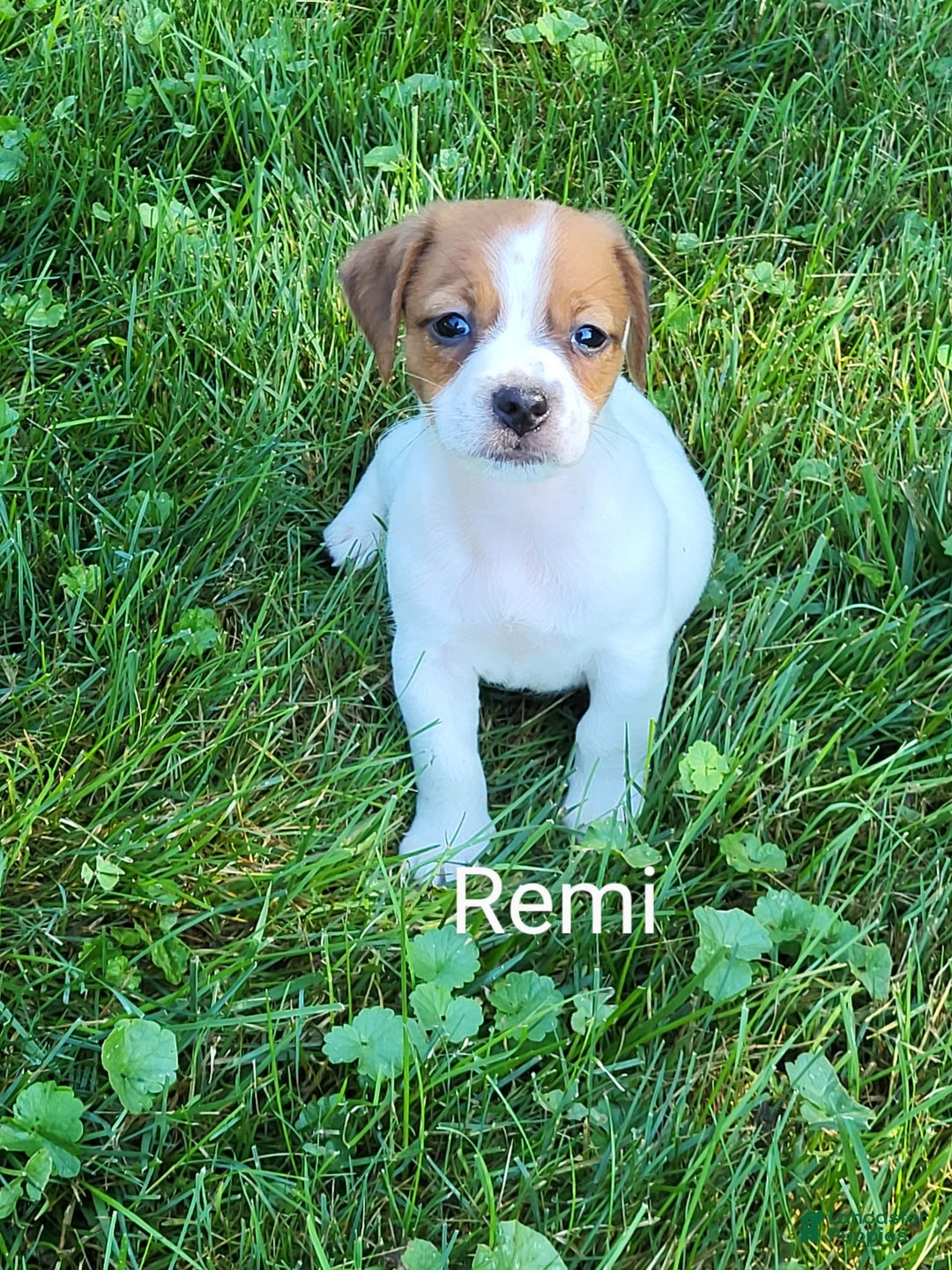Jack Russell Terrier dogs for sale: Remi - Image 4