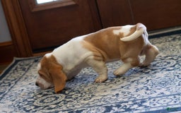 Basset Hound dogs for sale: Daisy - Image 3
