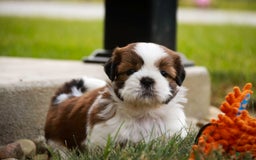 Shih Tzu dogs for sale: Brett - Image 6