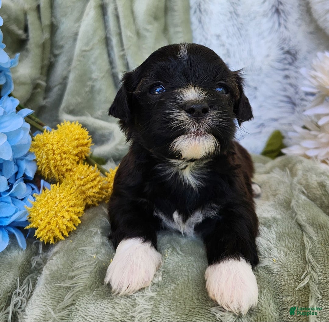 Shihpoo dogs for sale: Snickers - Image 9