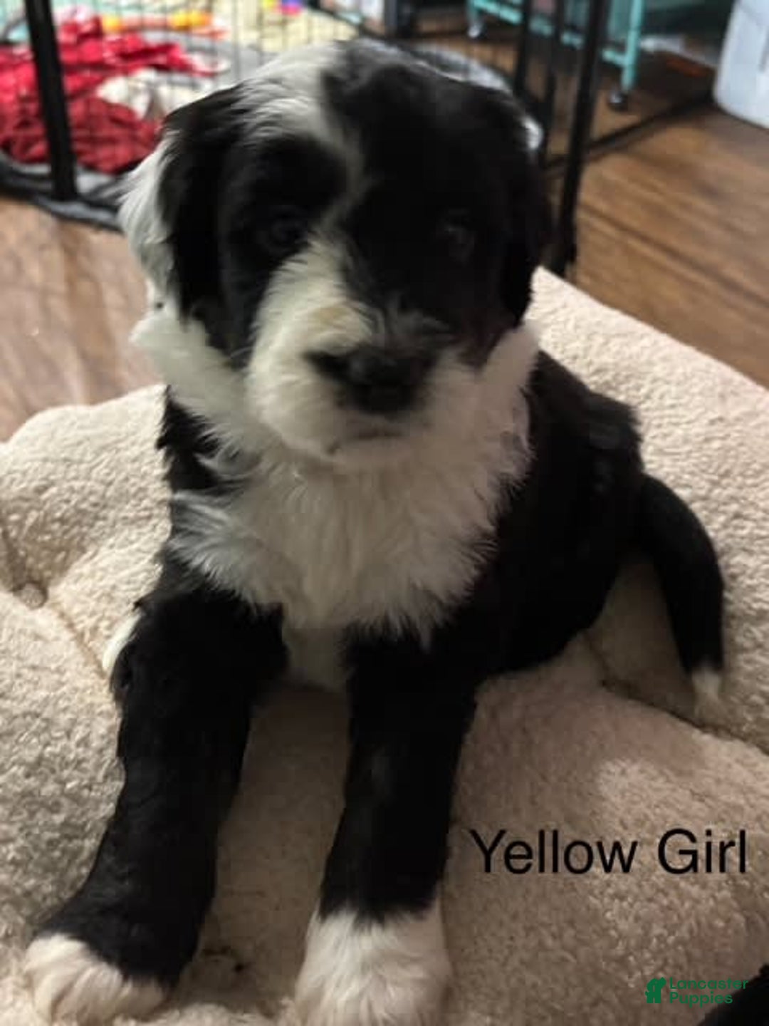 Old English Sheepdog dogs for sale: Yellow Girl - Image 3