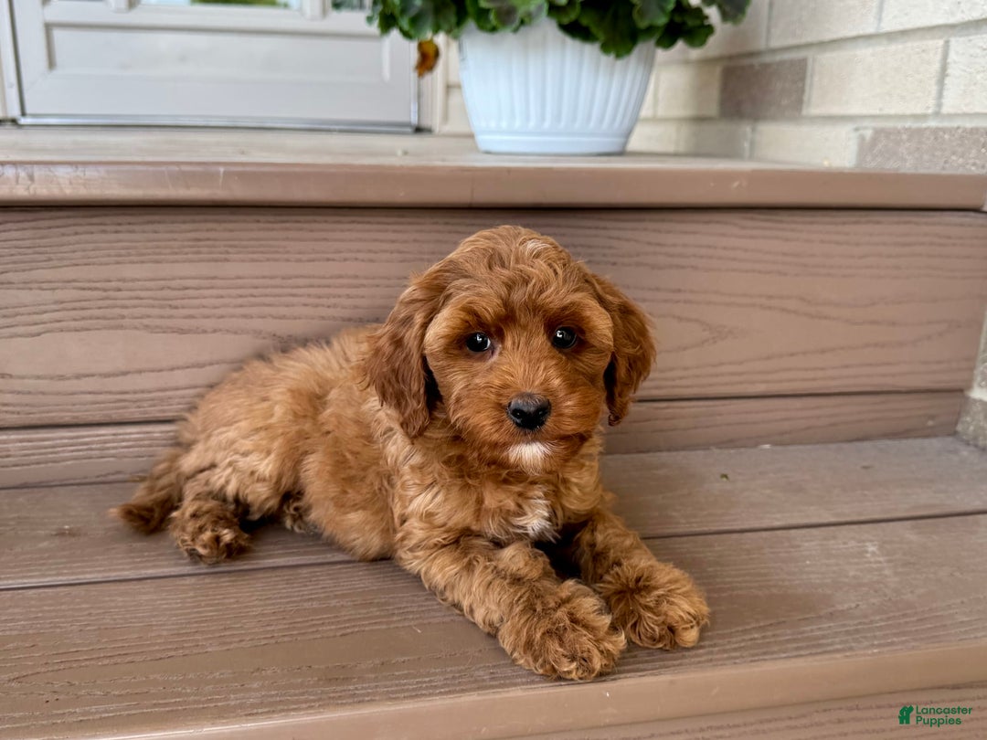 Cockapoo dogs for sale: Samantha - Image 8