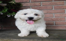 Bichon Frise dogs for sale: Joker - Image 3