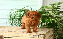 Mini Goldendoodle dogs for sale: Georgia - Image 2