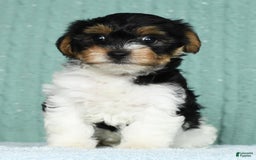 Yorkiepoo dogs for sale: Becka - Image 1