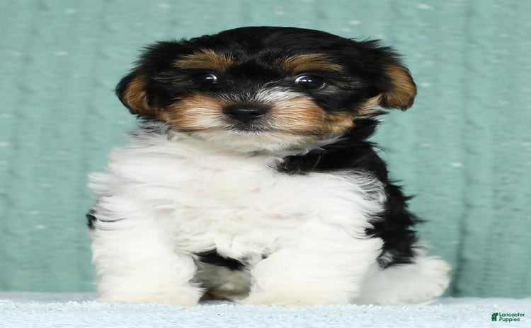 Yorkiepoo dogs for sale - Ad 1