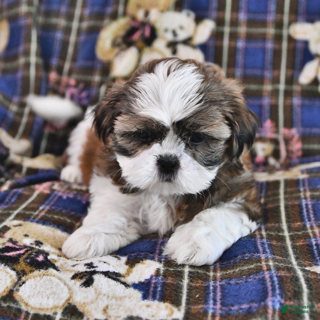 Shih Tzu dogs for sale: Bill - Image 3