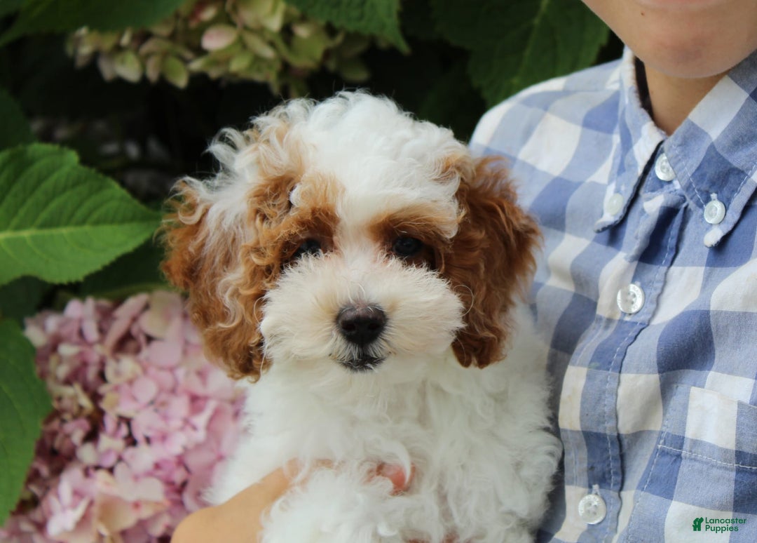 Miniature Poodle dogs for sale: Lily - Image 27