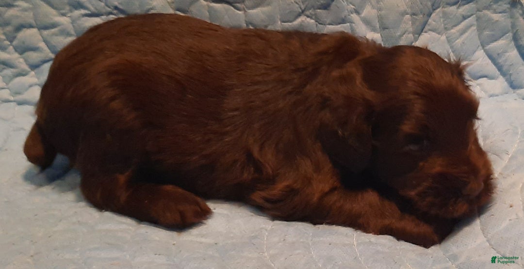 Miniature Schnauzer dogs for sale: Boy2 - Image 9