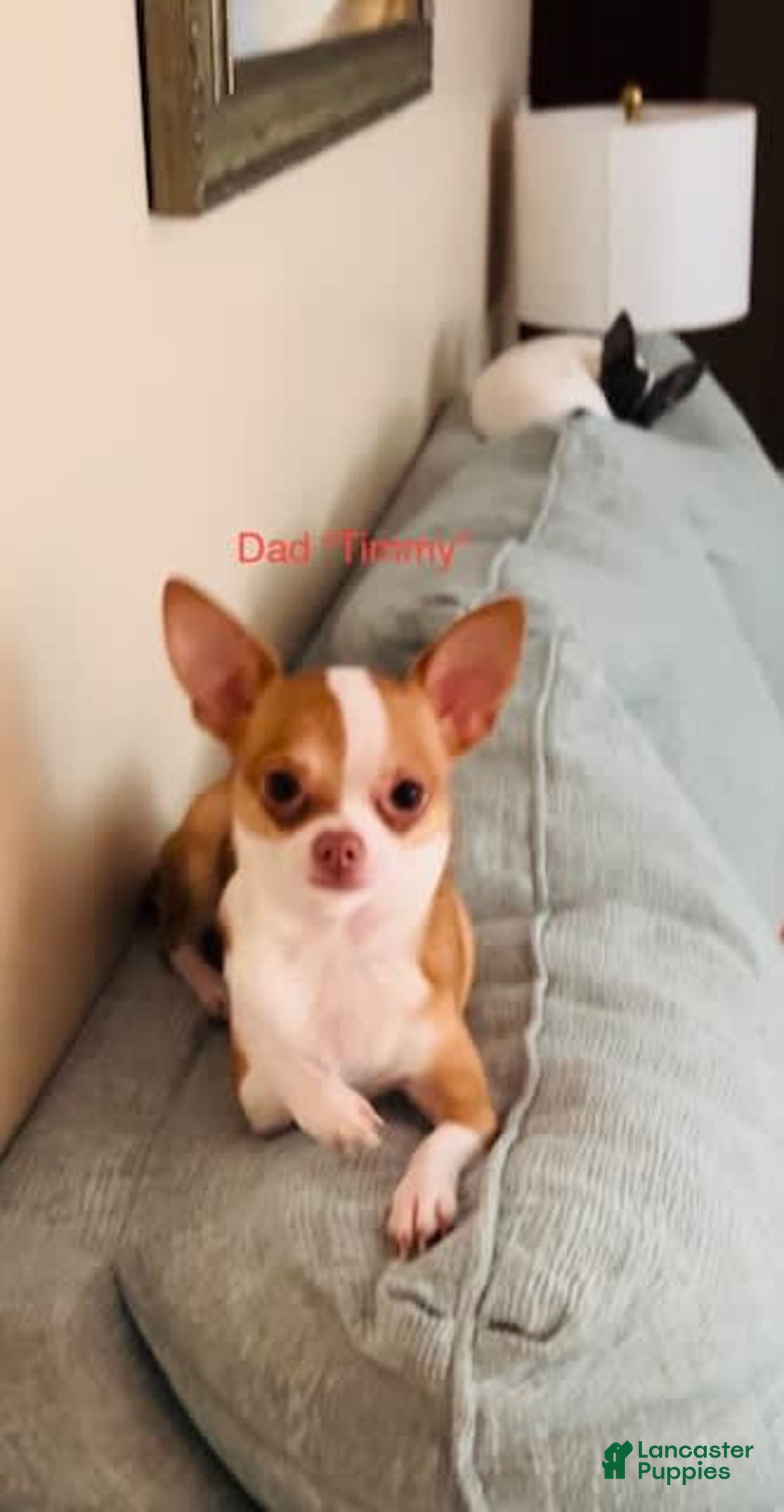 Chihuahua dogs for sale: Latte - Blue Eyed Dual Pedigreed - Image 4