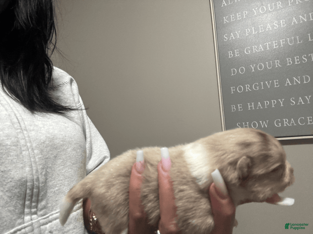 Pomeranian dogs for sale - Ad 1