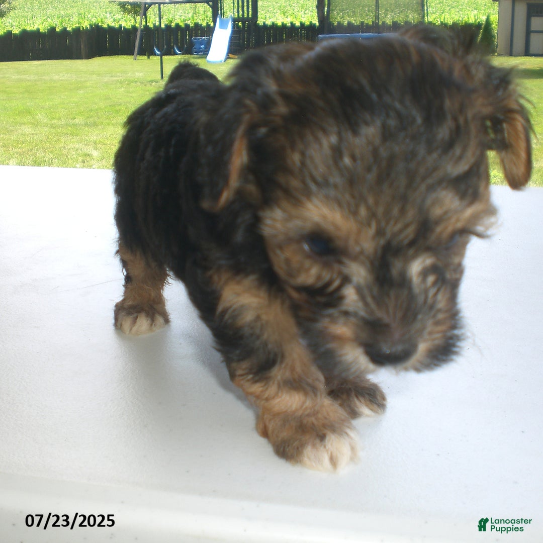 Yorkiepoo dogs for sale: Sammy - Image 7