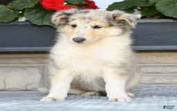 Collie dogs for sale: Pansy - Image 9