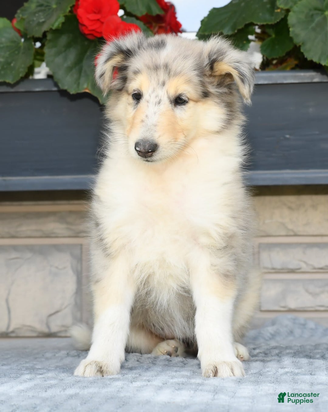 Collie dogs for sale: Pansy - Image 9