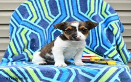 Jack Russell Terrier dogs for sale: Irvin - Image 1