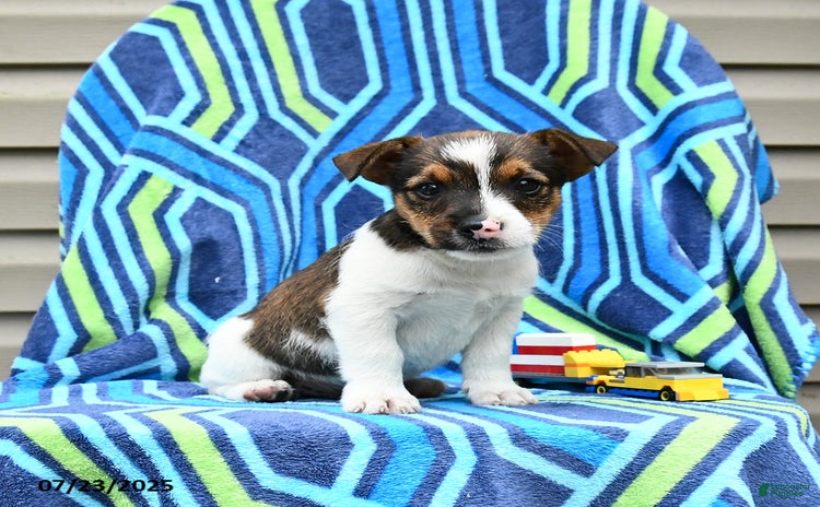 Jack Russell Terrier dogs for sale - Ad 2